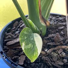 Profile for Oh My Muses