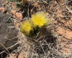 Check out our cactus with flower selection for the very best in unique or custom, handmade pieces from our shops. Cacti Capitol Reef National Park U S National Park Service