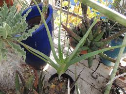Image result for Aloe ballii