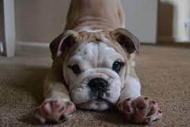It S A Hard Life Being A Pigdog Http Ift Tt 2kj60ml Via R Dogpictures Http Ift Tt 2k6thdg Lovabledogsarou Cute Dogs And Puppies Cute Dogs Dog Pictures