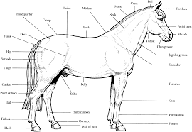 Free Horse Unit Study Resources Horse Anatomy Free