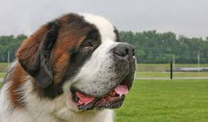 This breeder is a member of. Saint Bernard Dog Breed Information