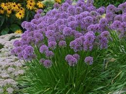 Besides good quality brands, you'll also find plenty of discounts when you shop for allium flower during big sales. Wcqk1umcyjxzfm