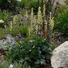 Image result for Heuchera cylindrica Greenfinch