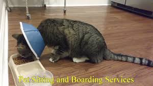 If you were to schedule 3 pet sitting visits per day at $19 per visit, you would pay $57 per day. Queen City Pet Sitting Dog Walking In Charlotte Nc