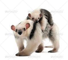 Tamandua Tamandua Tetradactyla Mother 3 Years Old And Child 3 Months Old 3 Month Olds Animals Alien Art