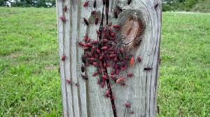 Pin On Box Elder Bug