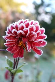 Most will not be fazed by limited periods of cold weather, says steve zwiep, parks department supervisor for the city of holland, michigan, home of the annual tulip time festival. First Frost Ellis Hollow Frost Protection For Plants Flowers Winter Garden