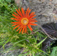 Image result for Gerbera jamesonii