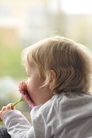 Brown. adoption of bruno, brunon, etc. Hd Wallpaper Blonde Haired Baby Holding Pink Daisy Flower Child Cute Girl Wallpaper Flare