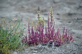 Image result for Sarcocornia