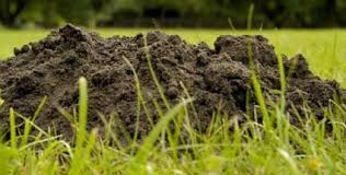 2 ergebnisse für maulwurf garten. Den Maulwurf Aus Dem Garten Vertreiben