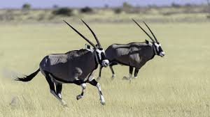 Image result for Oreosyce africana