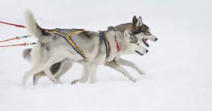 Even though i didn't officially start running with makena until she was a year old, i was doing all kinds of preparations to run with her before then. How To Train A Husky To Run With You Alpha Trained Dog