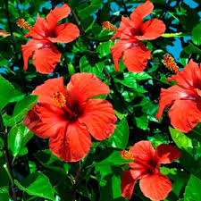 The leaves are used to make healing compounds. Gudhal Phool Hibiscus Flower At Rs 210 Kg Dry Hibiscus Flower Id 22572231712