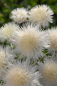 Image result for Centaurea praecox