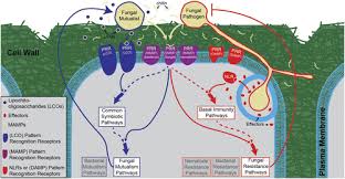 The tendency towards a relatively stable equilibrium between interdependent how does this work? Maintaining Symbiotic Homeostasis How Do Plants Engage With Beneficial Microorganisms While At The Same Time Restricting Pathogens Molecular Plant Microbe Interactions