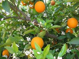 Naranjas Naranjo Árbol - Foto gratis en Pixabay