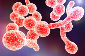 Alimenti consigliati verdure pesce carni bianche frutta secca uova cereali integrali (con moderazione) olio di oliva, di girasole, di semi di lino, di sesamo Come Trattare In Modo Naturale La Candida Intestinale