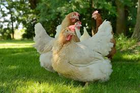 Rooster big comb removal surgery , dubbing can save a rooster life , big comb rooster , extra large comb a rooster comb is made from all protien fibers they are just like rubber band. Lohmann Dual Breed Of Super Chicken Could Cut Down On Chick Culling Der Spiegel