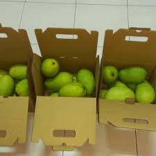 Ada juga buah harum manis tiruan. Harumanis Perlis Terus Dari Ladang