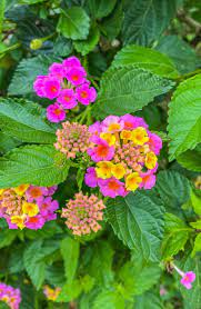 Pin By Tiffany Howser On Lantana Flower Lantana Lantana Flower Plant Fungus