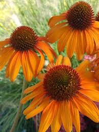 Echinacea Tiki Torch Coneflower Shopping List Outdoor Flores Silvestres Flores Hermosas Flores