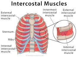 Graphic demonstrates details of the intercostal region, showing 3 layers of intercostal muscles (external, internal, and . Intercostal Muscles Definition Location Anatomy Functions