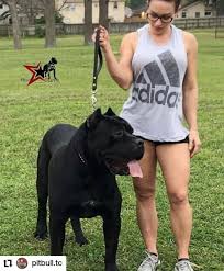 One Day Repost Pitbull Tc Kopekler Alemii Cinsini Bilen Varmi Super Tuyu Kadar Omru Olsun Ta Dog Photograph Women Dog Lovers