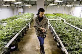 All depends on how busy, and how long you've worked there. 5 High Paying Marijuana Jobs In The Legal Cannabis Industry