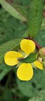 Image result for Ludwigia erecta
