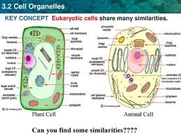 Similarly, like plant cells, animal cells have similar organelles except for the cell wall, chloroplasts, number of vacuoles and many more. 3 2 Cell Organelles Topic Cell Organelles Objective Identify The Functions Of The Major Cell Organelles Ppt Download