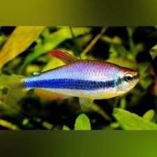 Tetra are species of small freshwater fish from africa, central america and south america belonging to the biological family characidae and to its former. Tetras Aquariumfishsale Com