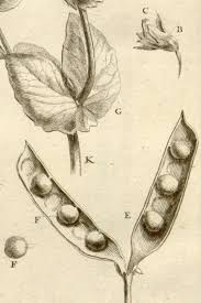 Image result for Pisum