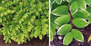 Polygonatum humile has 0 medicinal uses listed. Solomon S Seal Polygonatum Spp Wisconsin Horticulture