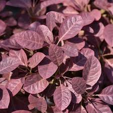 Image result for Cogniauxia