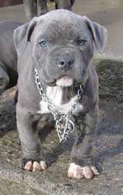 Pitbulls with coat colors of black, brown, and grey rarely have blue eyes because they have the full black pigmentation in their melanin. My 7 Week Old Blue Nose Pitbull Blue Nose Pitbull Pitbull Puppies Puppies