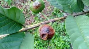 Kali ini saya akan sedikit membagikan pengalaman mencangkok pohon jambu kristal yang memang mudah untuk dicangkok. Bungkus Buah Jambu Kristal Pake Kertas Koran Dan Plastik Transparant Buah Mulus Tanpa Ada Bercak2 Youtube