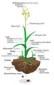Aadvay | ஆத்வாய is a name which means unique in tamil. Poaceae Wikipedia