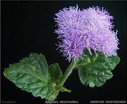 Ageratum Houstonianum Flowers Perennials Parts Of A Flower Perennials