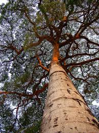 Image result for Hymenaea courbaril