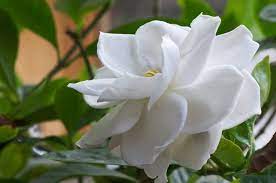 Algunos años no supera los 5 cm y otros llega a 35. Planta Liliacea De Flores Perfumadas