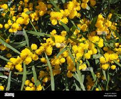 Image result for Fabaceae subfamily Mimosoideae