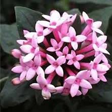 We did not find results for: Wholesale Bouvardia Guide Wedding Flower Guides Uk Triangle Nursery