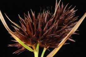 Image result for Rhynchospora brevirostris