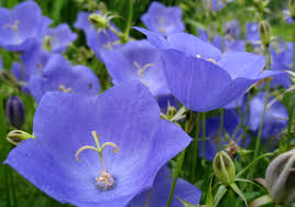 Maybe you would like to learn more about one of these? Lans Flower Farm