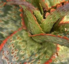 Image result for Aloe inyangensis