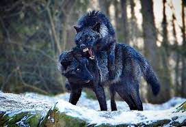 W Lves Specialist On Instagram Welcome To The Biggest Gathering Of Lovers Of Wolves Thanks For Watching And Good Luck In Yo In 2020 Angry Wolf Wolf Dog Black Wolf
