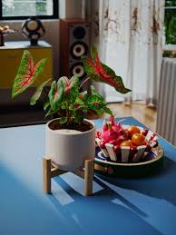 Introducing Urban Roots — Designed and Crafted in Collaboration with R