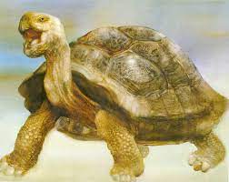 Old Turtle And The Broken Truth Mimbarschool Com Ng